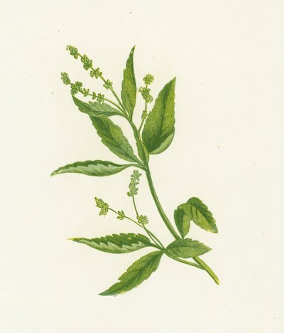 Perennial, or Dogs Mercury, Mercurialis Perennis by English School
